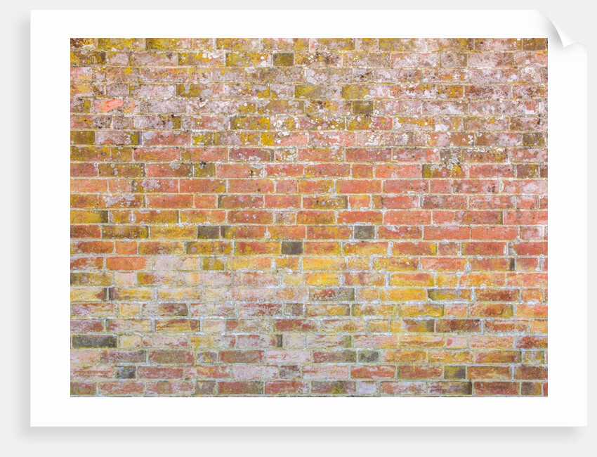 Brickwall by Assaf Frank